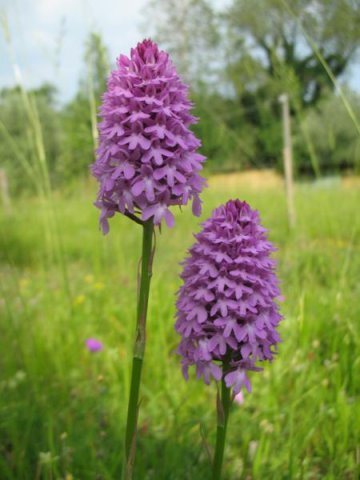 anacamptis pyramidals